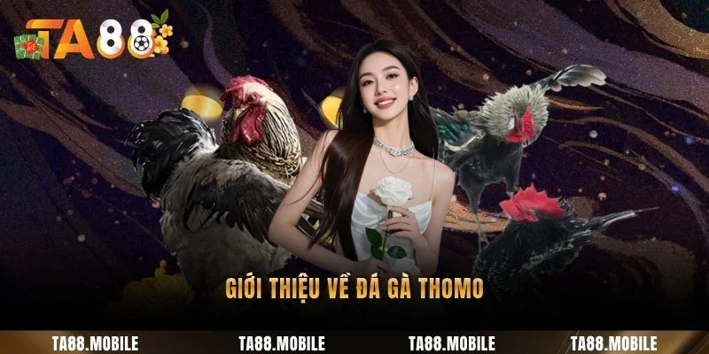 Giới thiệu về đá gà Thomo