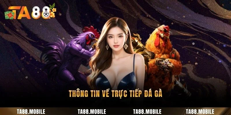 Thông tin về trực tiếp đá gà